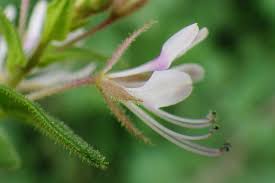 Image result for Cleome monophylla