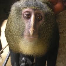 Resultado de imagen de animal invisible alborés