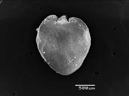 Image result for Chlorophytum calyptrocarpum