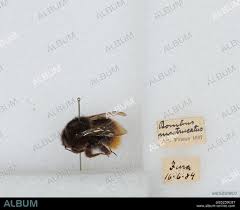 Image result for Bombus wurflenii