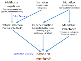 Modern Synthesis 20th Century Wikipedia
