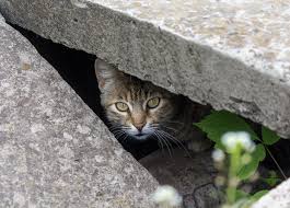 This can cause serious environmental problems, especially if there are endangered species present. Surprise Visitors What To Do With A Stray Cat