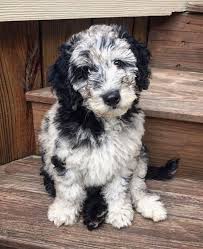 Browse Aussiedoodle Images And Ideas On Pinterest