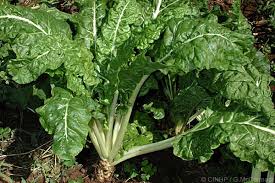 Image result for Arthropteris palisotii