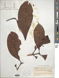 Image result for Corynanthe