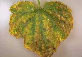 Cucumber Cucumis Sativus Angular Leaf Spot Pacific Northwest Pest Management Handbooks
