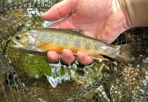 A Week in Brook Trout Country - Long Haul Fly Fishing
