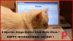 Herkesin Bir Kediyle Hayati Paylasma Tadini Tattigi Gunlere Dunya Kediler Gununuz Kutlu Olsun Sevgili Canlar Iyi Ki Varsiniz I Kedi Kedi Kopek Kopek