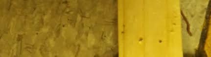 Realizes that any critter problem can be a stressful and often embarrassing situation for any family however. No Survivors Pest Control Co New York Ny Alignable