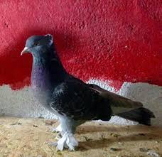 Blt Blt Adli Kullanicinin Guvercin Pidgeon Panosundaki Pin Evcil Hayvanlar Hayvanlar