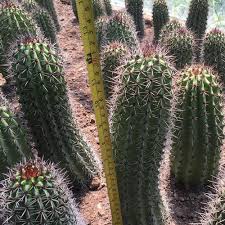 It grows fast in my xeriscape. Organ Pipe Cactus Stenocereus Thurberi Profile Rayagarden