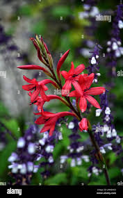 Image result for Watsonia borbonica