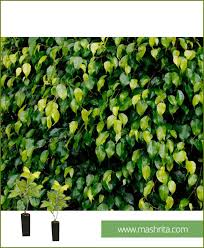 This helps produce the beautiful burgundy colored leaves. Ficus Benjamina Black Exotica Small 10 Plants
