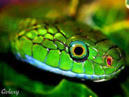 Snake Eye African Animals Animals Snake