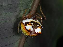 Image result for Poecilostachys