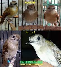 Download lagu suara burung flamboyan betina mp3 dapat kamu download secara gratis di lagu. 500 Gambar Burung Flamboyan Jantan Hd Paling Keren Infobaru