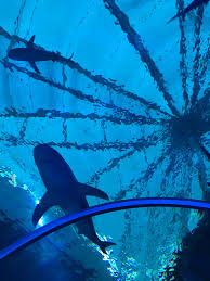 Sharks Water Reflection Photography Blue Aesthetic Save The Sharks