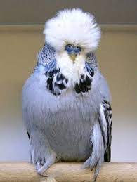 kuslar hakkinda yararli bilgiler jumbo muhabbet kusu