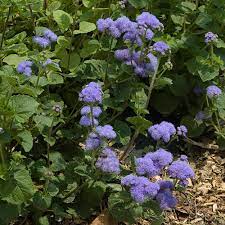 To learn more about the plants shown below, click on the images to see their plant guide profiles. Landscape Plants Rated By Deer Resistance Rutgers Njaes