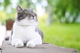 We did not find results for: Pet Insurance All About Cats Clinic
