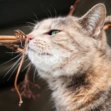 Torbie cat markings and colors a torbie is a mix of a tortoiseshell and a tabby. Schildpatt Tabby Katze Riecht Eine Traubenrebe Branch Stockfotos Freeimages Com