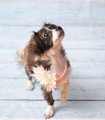 Maybe you would like to learn more about one of these? Dachshund Puppies Rescue Ct The Y Guide