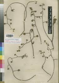 Image result for Ancylobothrys scandens