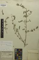 Image result for Ceratotheca sesamoides