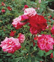 Roses need plenty of sunlight to grow. Landscaping With Antique Roses Finegardening