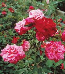 < > sortable table of gulf district old garden roses: Landscaping With Antique Roses Finegardening