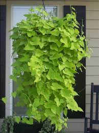 Plants in containers should be goosed with liquid fertilizer every two weeks. 62 Sweet Potato Vine Ideas Sweet Potato Vine Container Gardening Plants