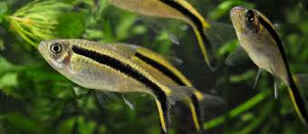 Image result for Tetradenia bainesii