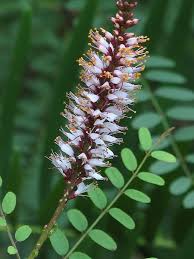 Image result for Indigofera adenoides