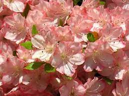 Is azalea poisonous to dogs. Pin On Poisonous Plants Dogs Cats And Birds Different Animals May Be Affected By Different Plants