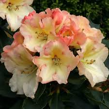Rhododendron Horizon Monarch Google Search Rhododendron Season Plants Native Plant Gardening