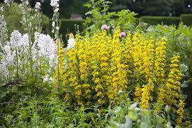 The towering, yellow flower spikes of loosestrife make it an elegant plant for the border, bog garden or pond margin. 1 261 Yellow Loosestrife Photos Free Royalty Free Stock Photos From Dreamstime