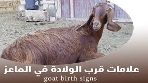 هناك علامات ظاهرة تدل على كل كلمة من هذه الكلمات يسوق لنا بن مالك رحمه الله خمس علامات هنا:الجر ,التنوين,النداء,أل التعريف,الاسناد. Ø¹Ù„Ø§Ù…Ø§Øª Ù‚Ø±Ø¨ Ø§Ù„ÙˆÙ„Ø§Ø¯Ø© ÙÙŠ Ø§Ù„Ù…Ø§Ø¹Ø² Youtube