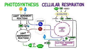 Photosynthesis Vs Cellular Respiration Comparison Biology