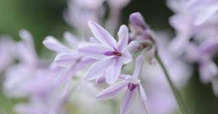 Image result for Tulbaghia alliacea