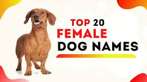 For discipline, you may do it, however, a dog will immediately have. Female Dog Names 20 Of The Top Girl Dog Names With Meaning 2020 Youtube