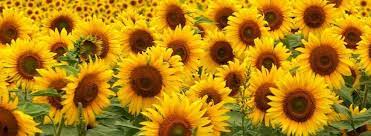 Maybe you would like to learn more about one of these? Sunflowers Cover Photo Google Search Facebook Cover Photos Facebook Cover Cover Photos