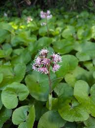 Image result for Psydrax fragrantissima