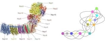 Protein Structures: Primary, Secondary, Tertiary, Quaternary |  Schoolworkhelper