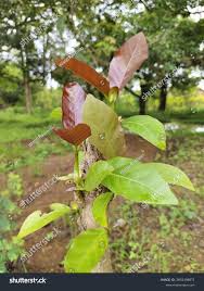 Image result for Treculia