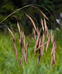 Image result for Bromus