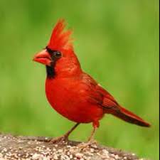 Birds Of Northern Indiana State Bird Of Indiana The Cardinal State Birds Cardinal Birds Beautiful Birds