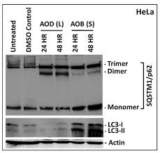 Image result for Acridocarpus chloropterus