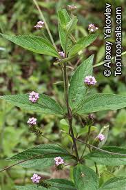 Lemon verbena (botanical name, aloysia triphylla) is among those plants that have suffered owing to their renaming. Tropical Plant Catalog Toptropicals Com