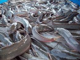 Cara Budidaya Ikan Lele Di Kolam Tanah Benih Ikan Peternakan