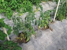 Image result for tomato seedling fusarium wilt